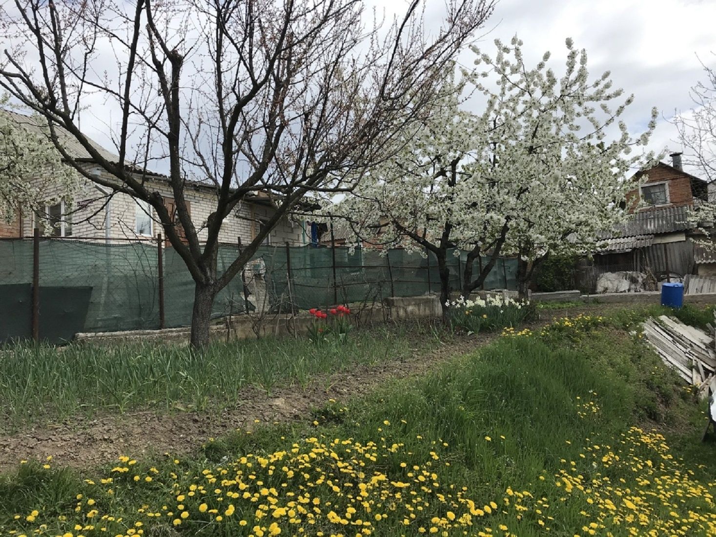 Чи можна спиляти сусідські гілки