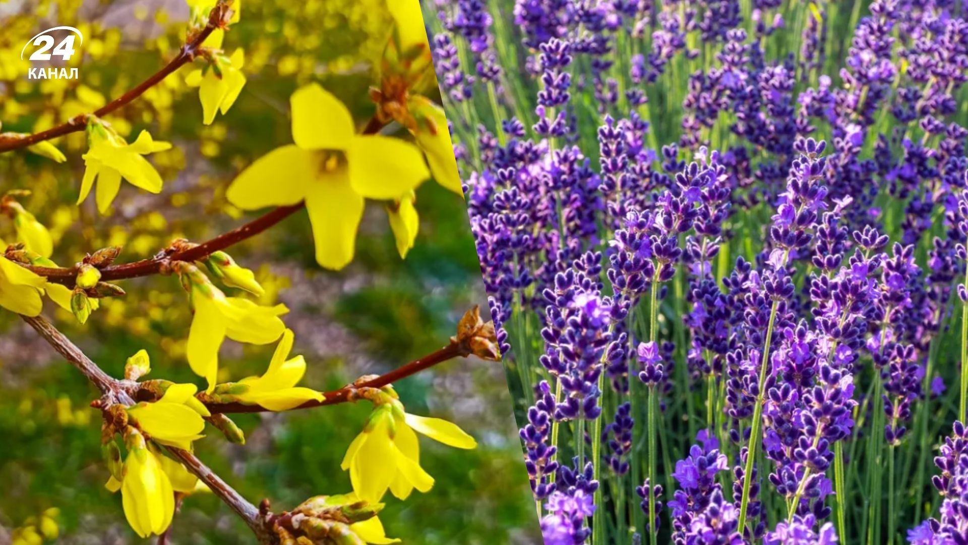 Некоторые известные растения нельзя обрезать в январе