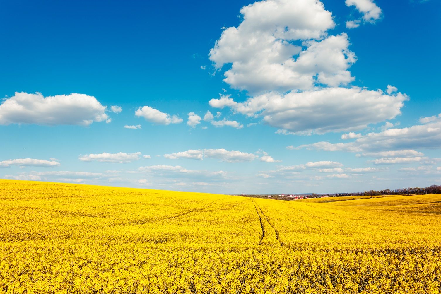 Чому дорожчає ріпак Чому дорожчає ріпак
