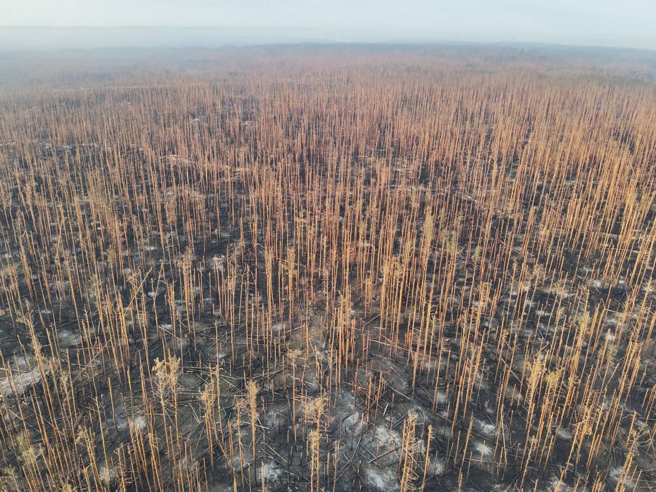 Війна назавжди знищила унікальний ліс на Донбасі - Техно Війна назавжди знищила унікальний ліс на Донбасі - Техно