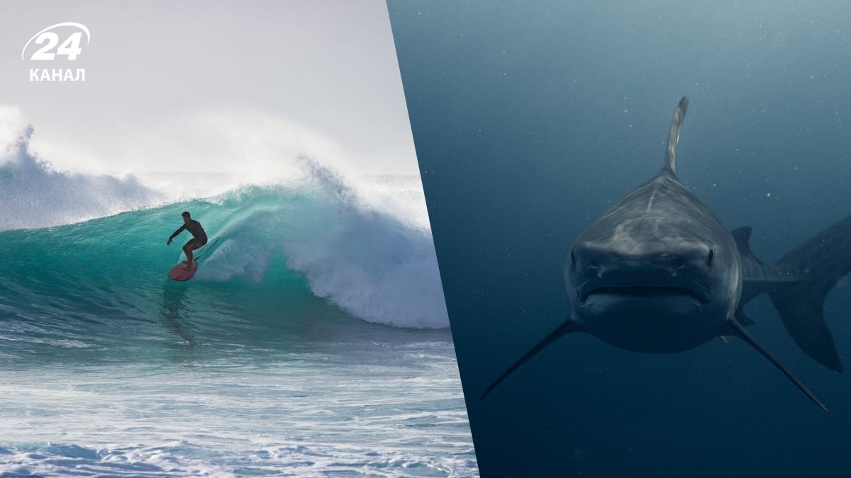 В Австралии на серфера напала акула
