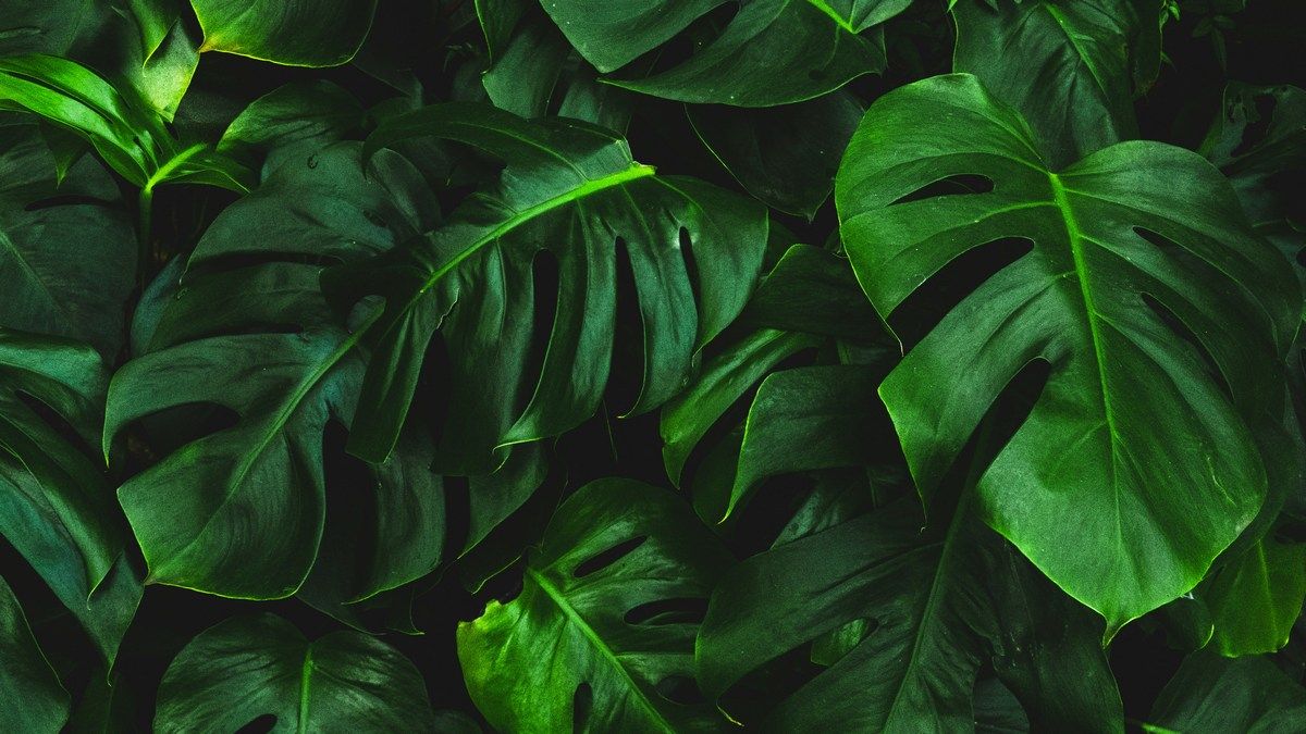 Как работает фотосинтез и почему листья растений имеют зеленый цвет