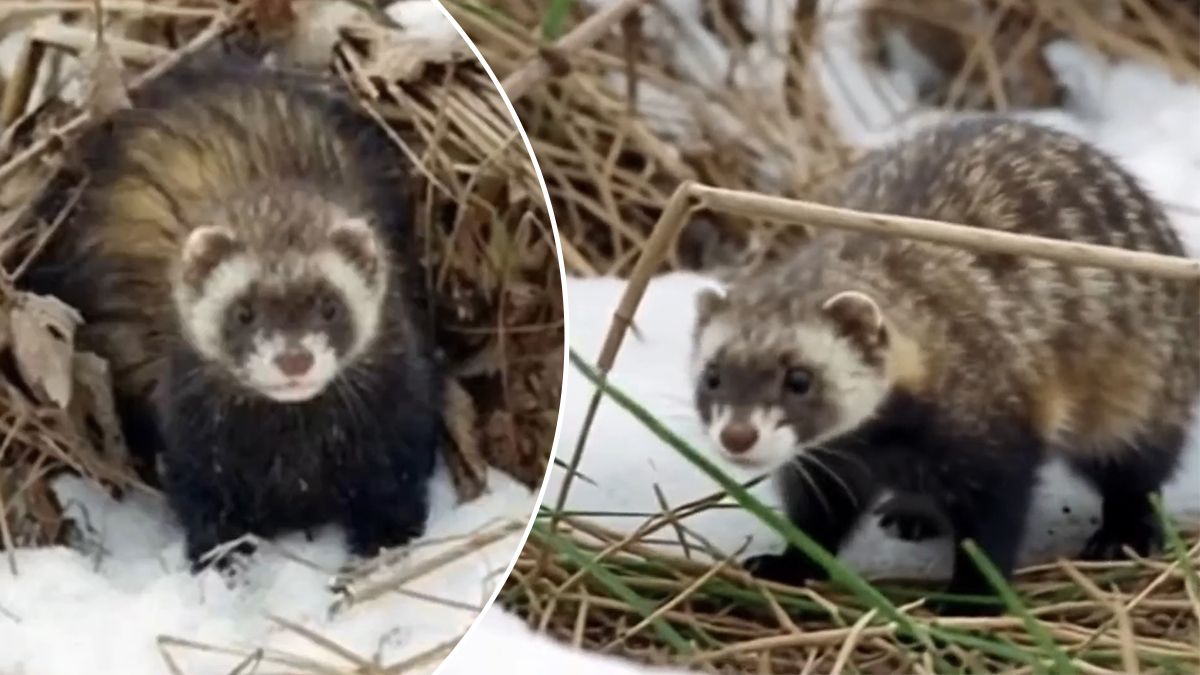 Степовий тхір з Червоної книги повернувся до заказника на Одещині