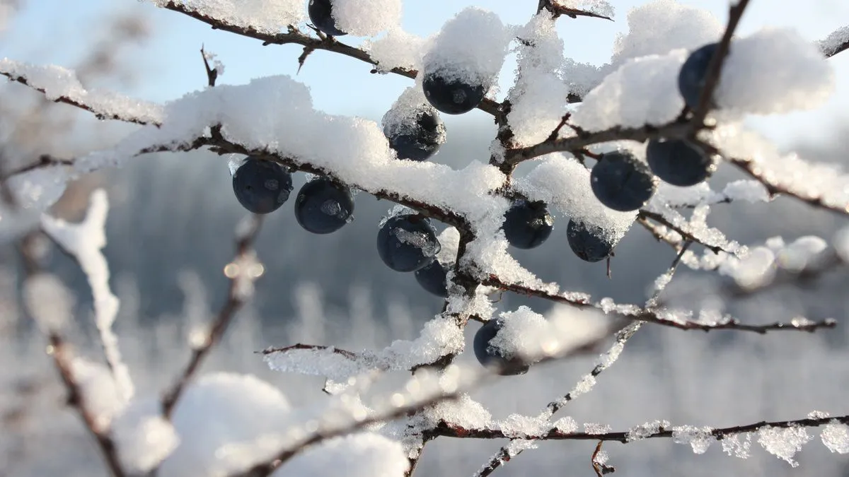 Сніг з деяких гілок потрібно струшувати / Фото Pexels