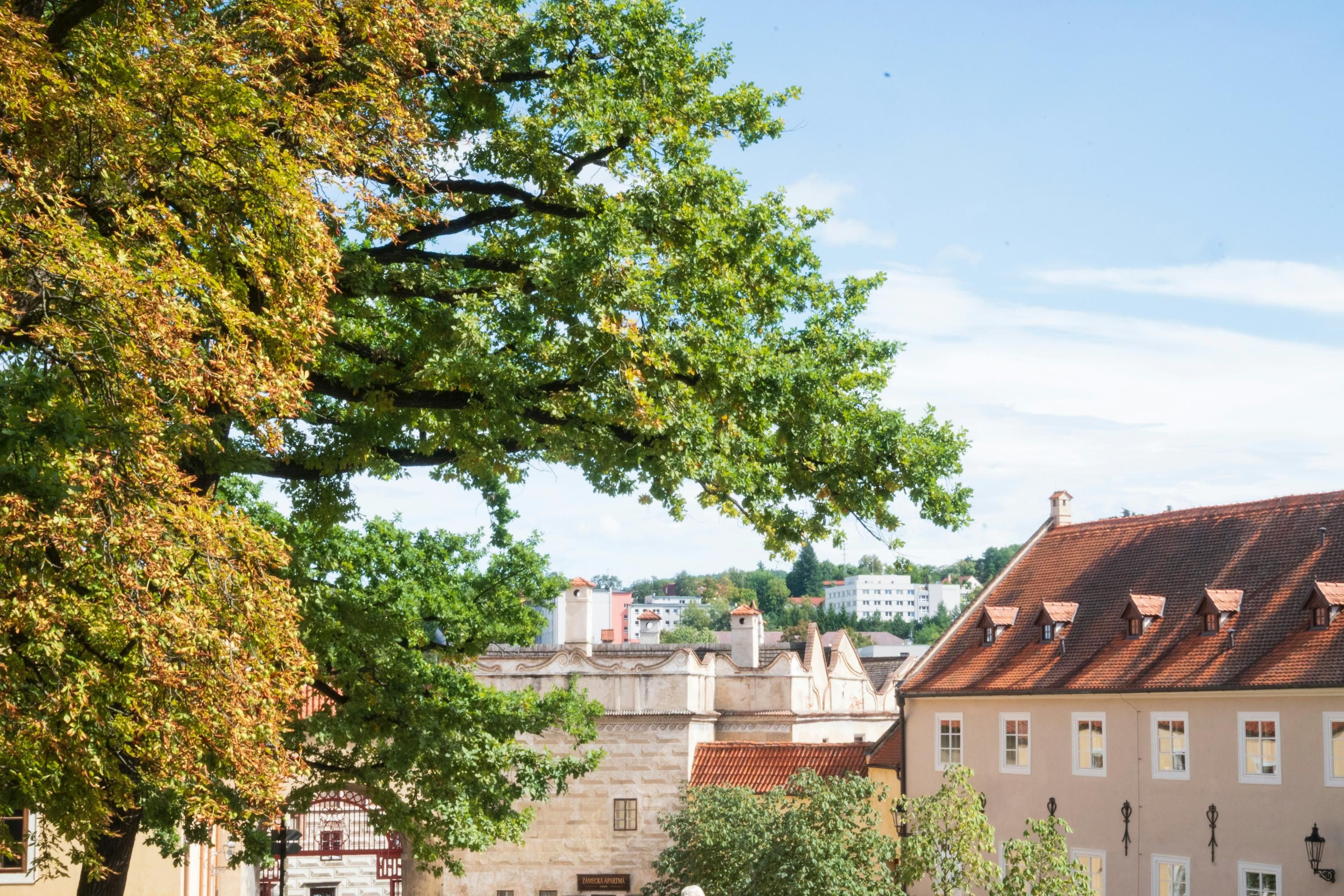 Чи можна посадити дерево у дворі багатоповерхівки - які правила для мешканців багатоповерхівок Чи можна посадити дерево у дворі багатоповерхівки - які правила для мешканців багатоповерхівок