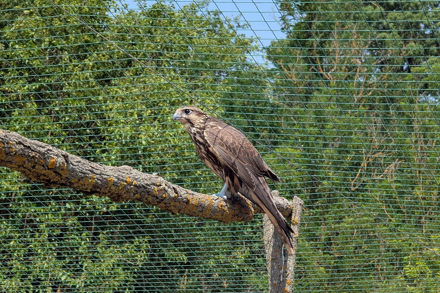 Сокол балабан Тарутинская степь Одесская область дикая природа птицы Rewilding Ukraine Сокол балабан Тарутинская степь Одесская область дикая природа птицы Rewilding Ukraine
