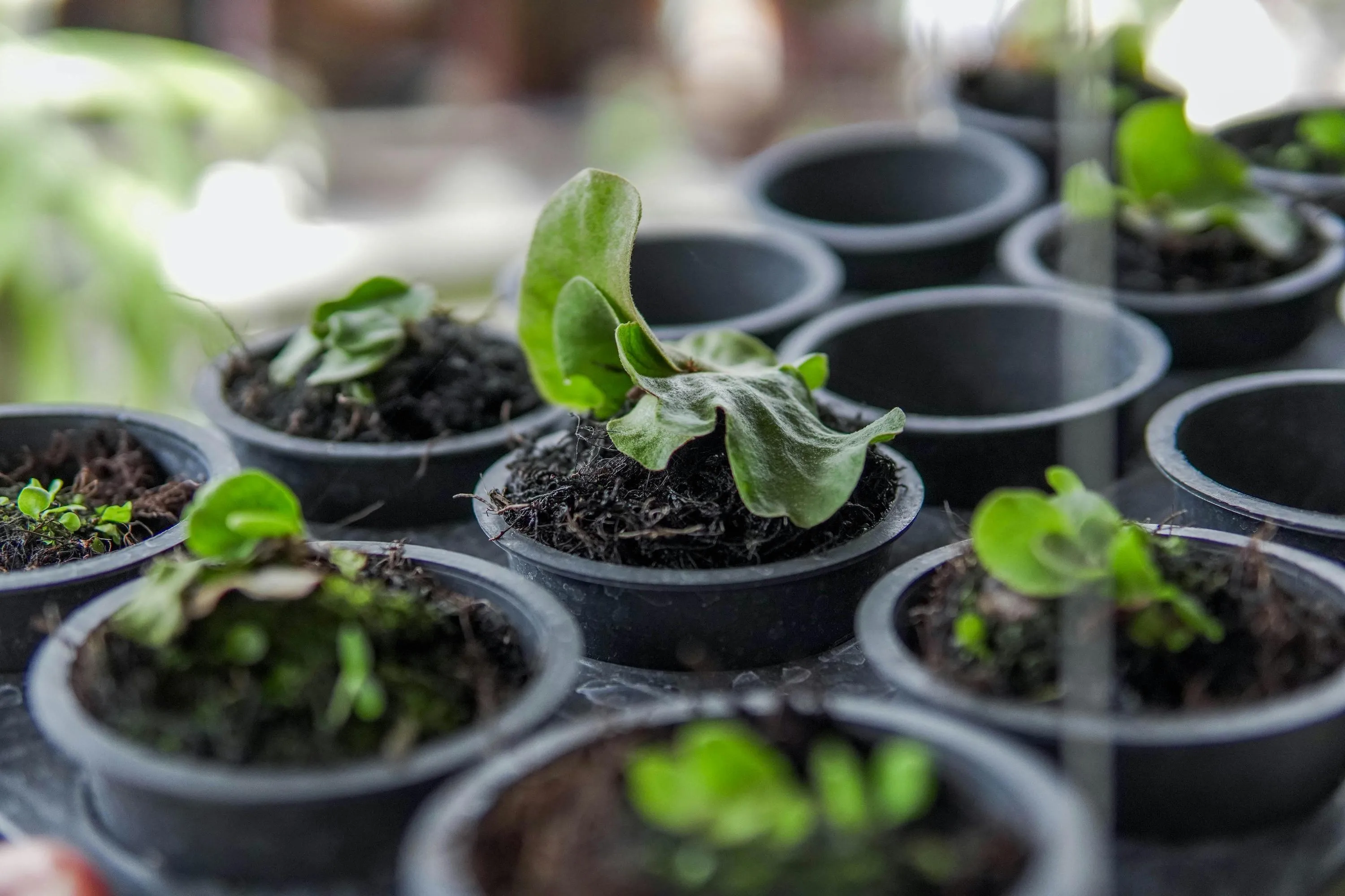 Деякі овочі можна садити вже у січні / Фото Pexels