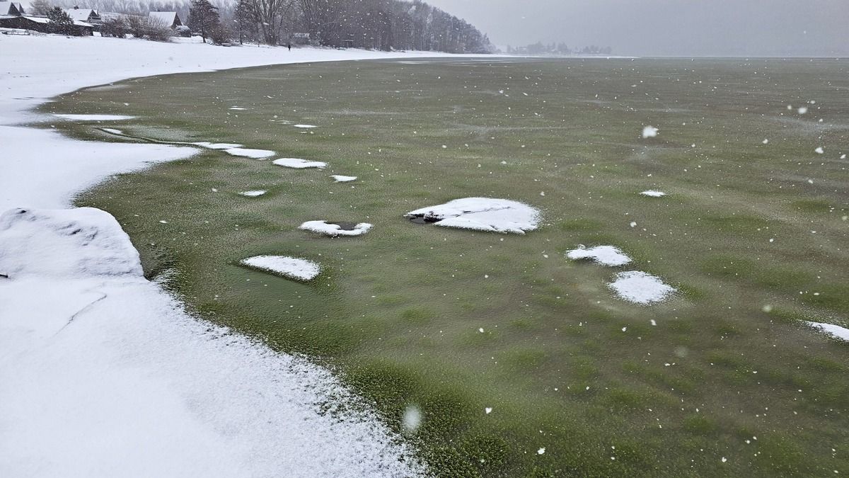 Зелений лід з'явився на озері в Чехії взимку через ціанобактерії Зелений лід з'явився на озері в Чехії взимку через ціанобактерії