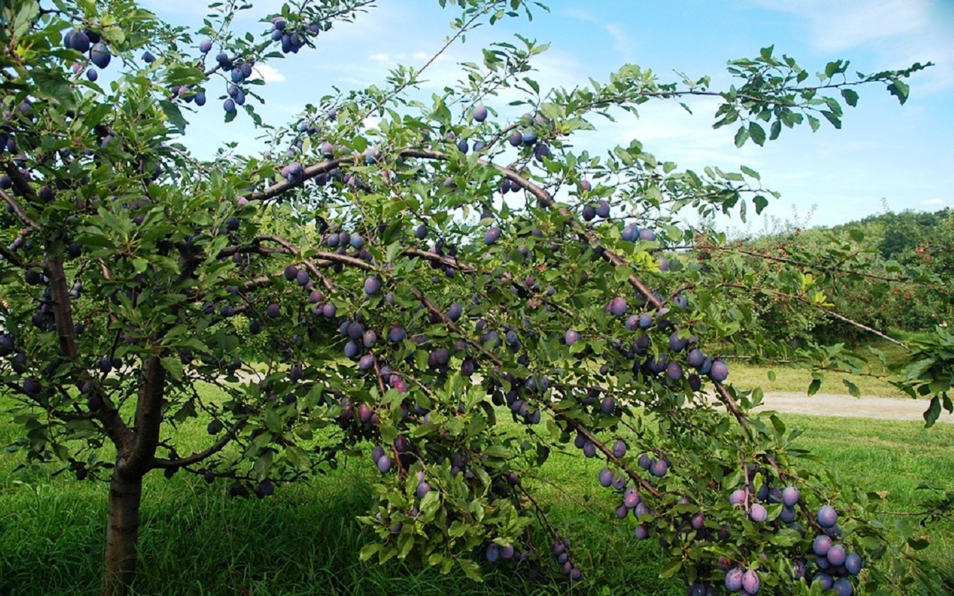 Ветки залезли на участок