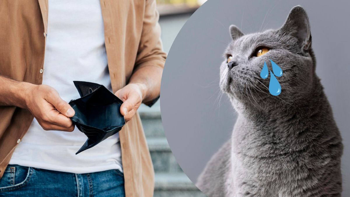 Як перекласти вислів "кот наплакал" Як перекласти вислів "кот наплакал"