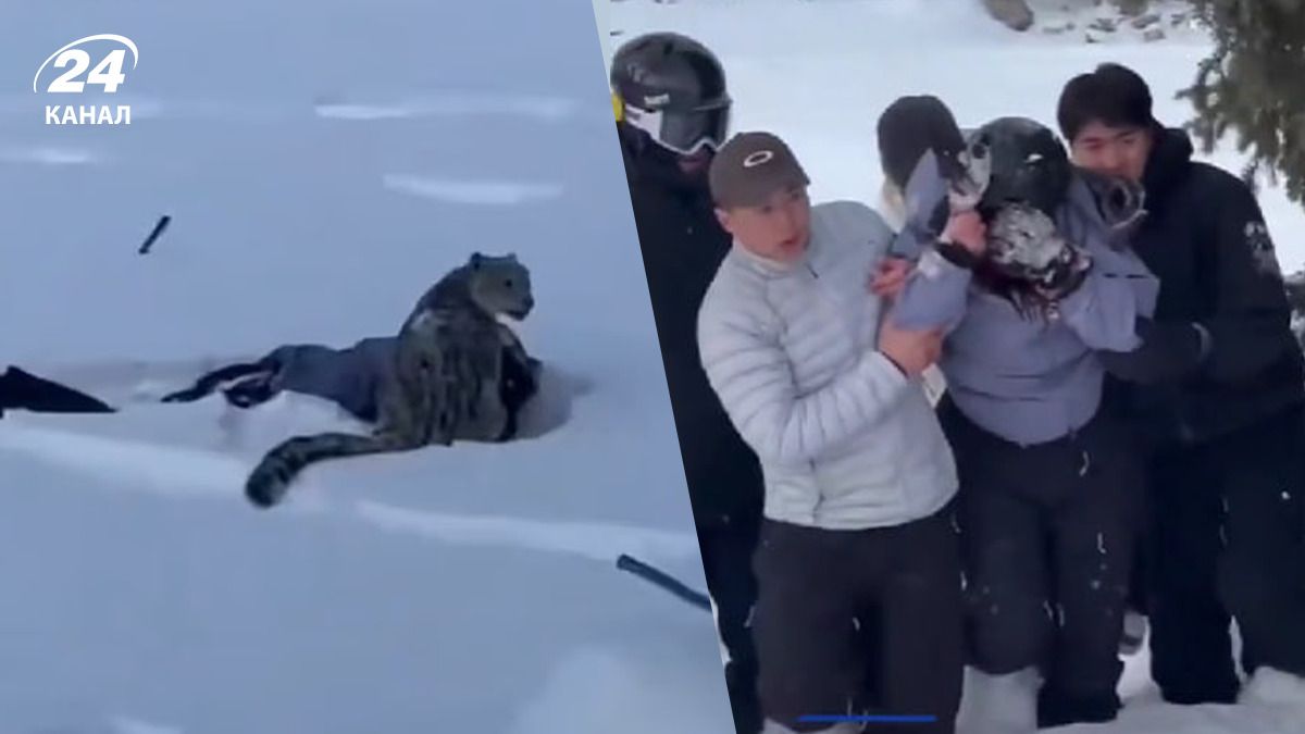 В Китае на женщину напал снежный барс В Китае на женщину напал снежный барс