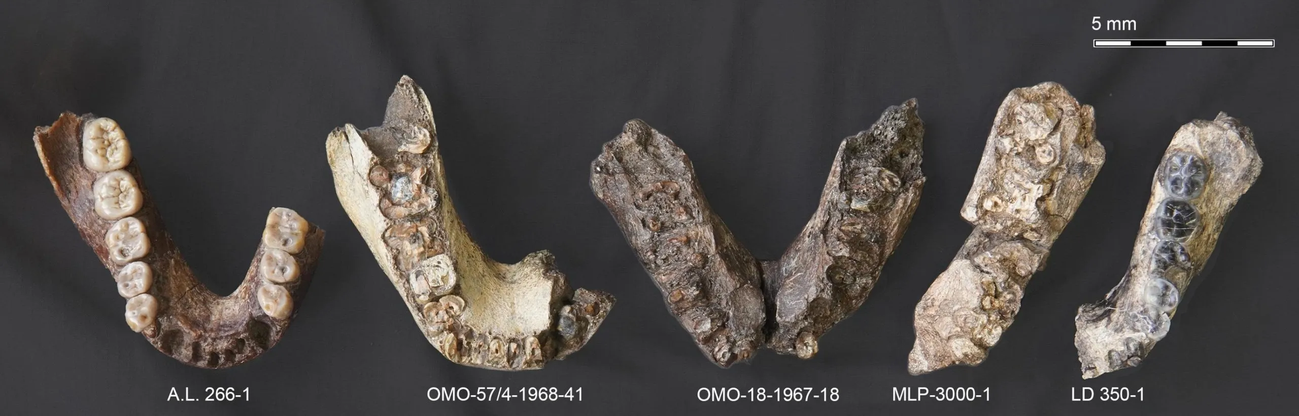 Зуби Paranthropus Зуби Paranthropus