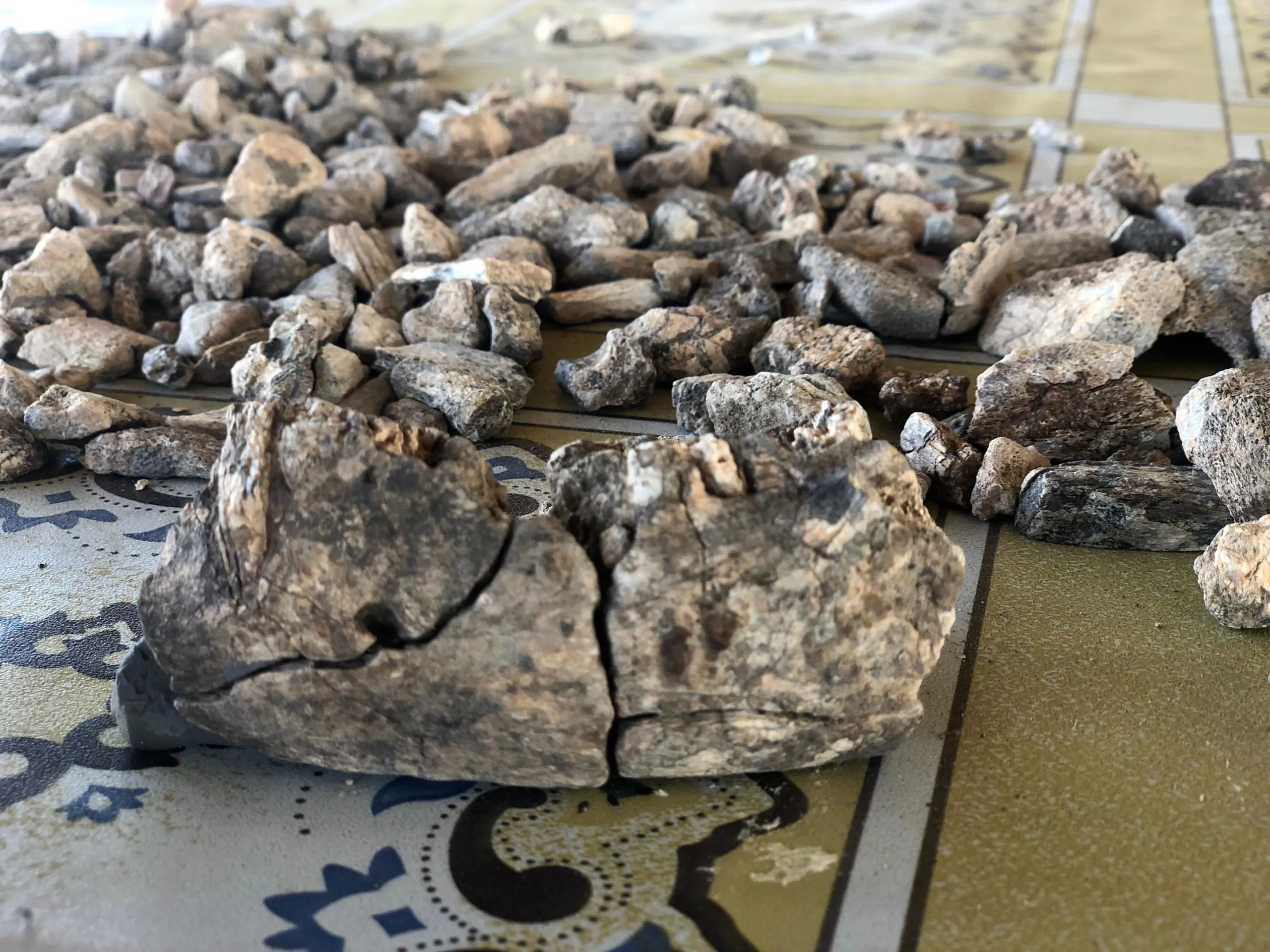 Фрагменти нижньої щелепи парантропа