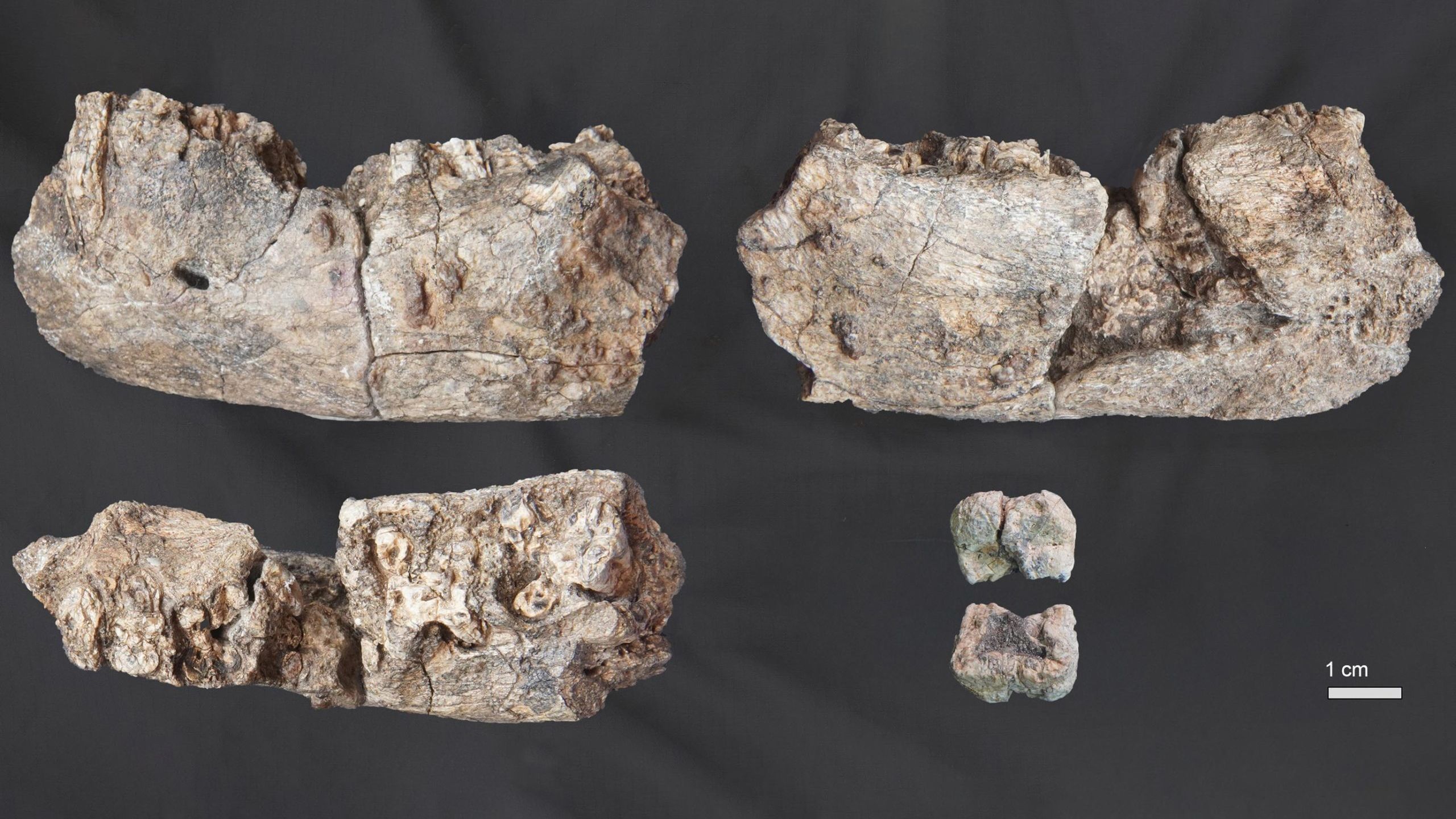 Вымерший вид человека Paranthropus найден в Эфиопии, что меняет представление об эволюции гомининов