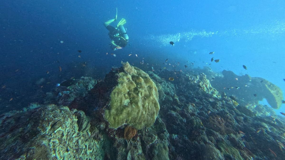 Чому корали однакові в Атлантичному й Тихому океані, попри закони біології