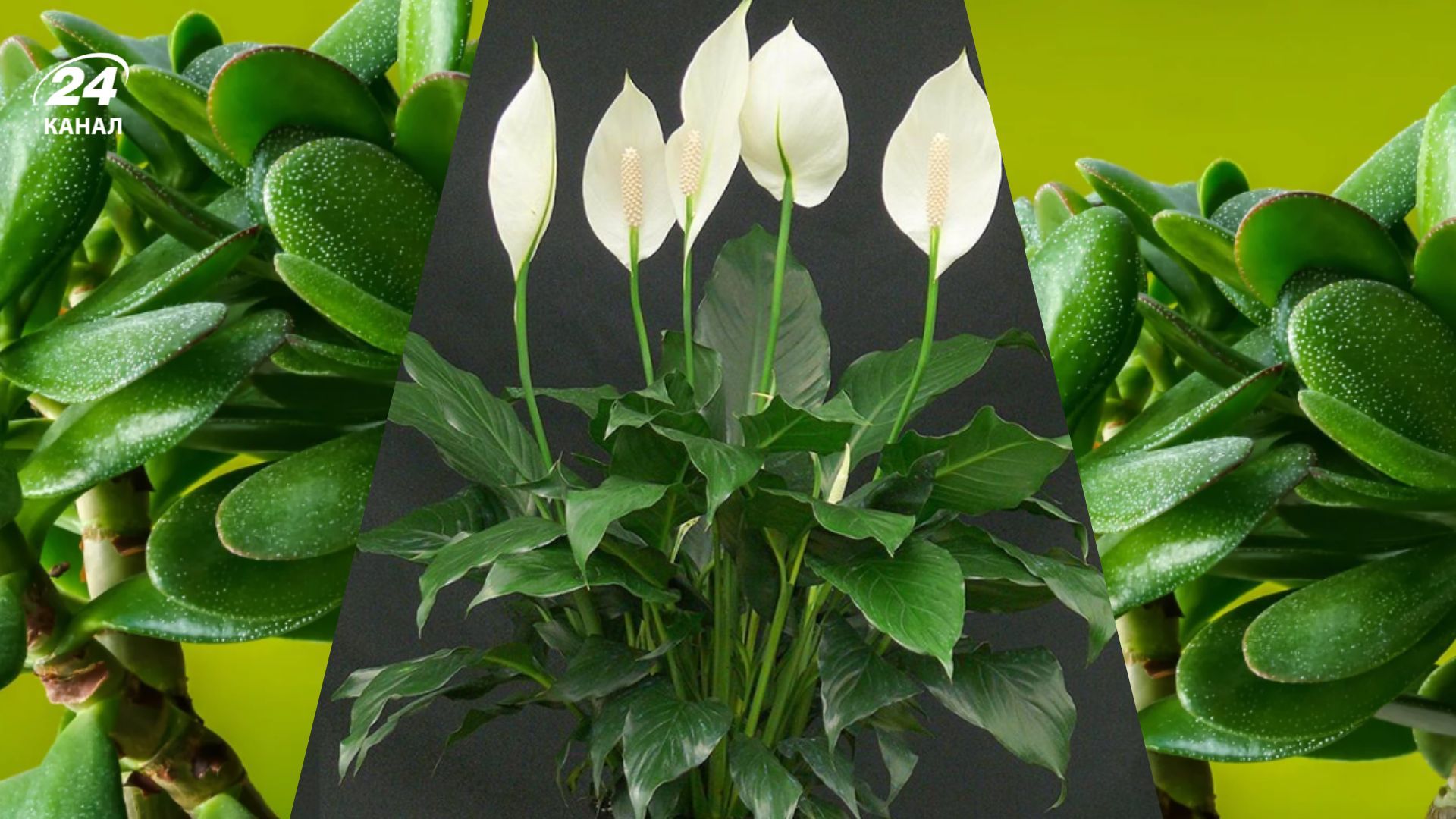 Считается, что некоторые комнатные растения способны принести в дом процветание и успех