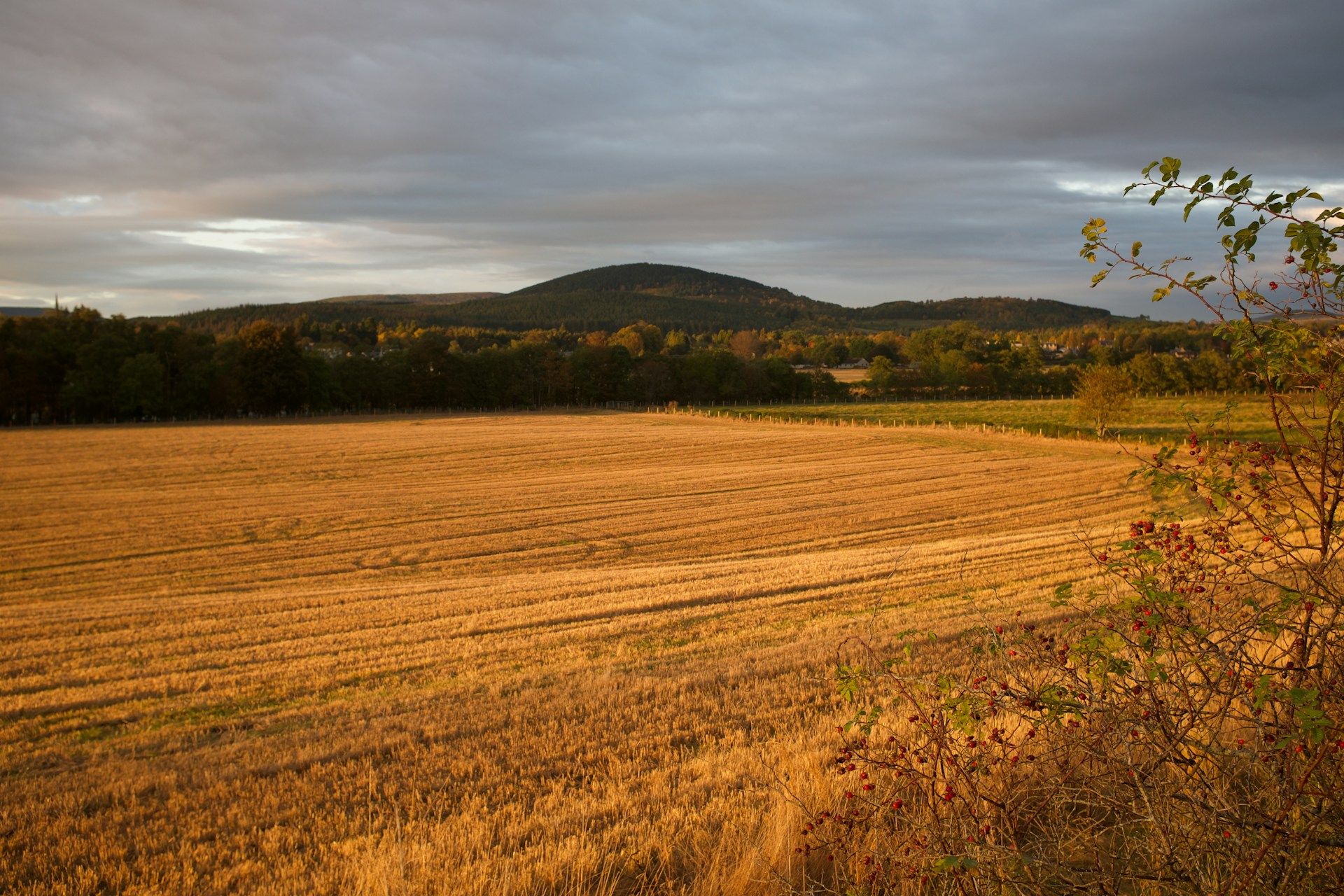 Оренда землі в Україні 