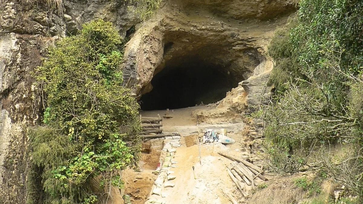 Древняя пещера Новой Зеландии открыла неизвестную историю вымерших птиц Древняя пещера Новой Зеландии открыла неизвестную историю вымерших птиц