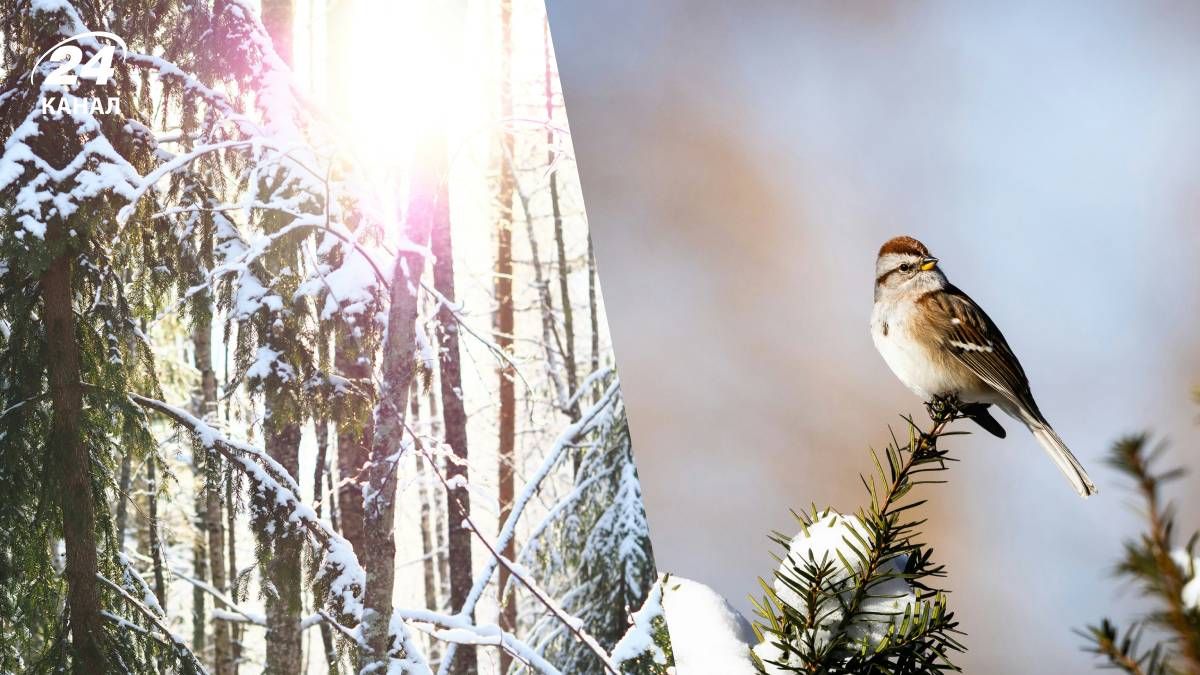 В Україні зросте температура повітря - 24 Канал