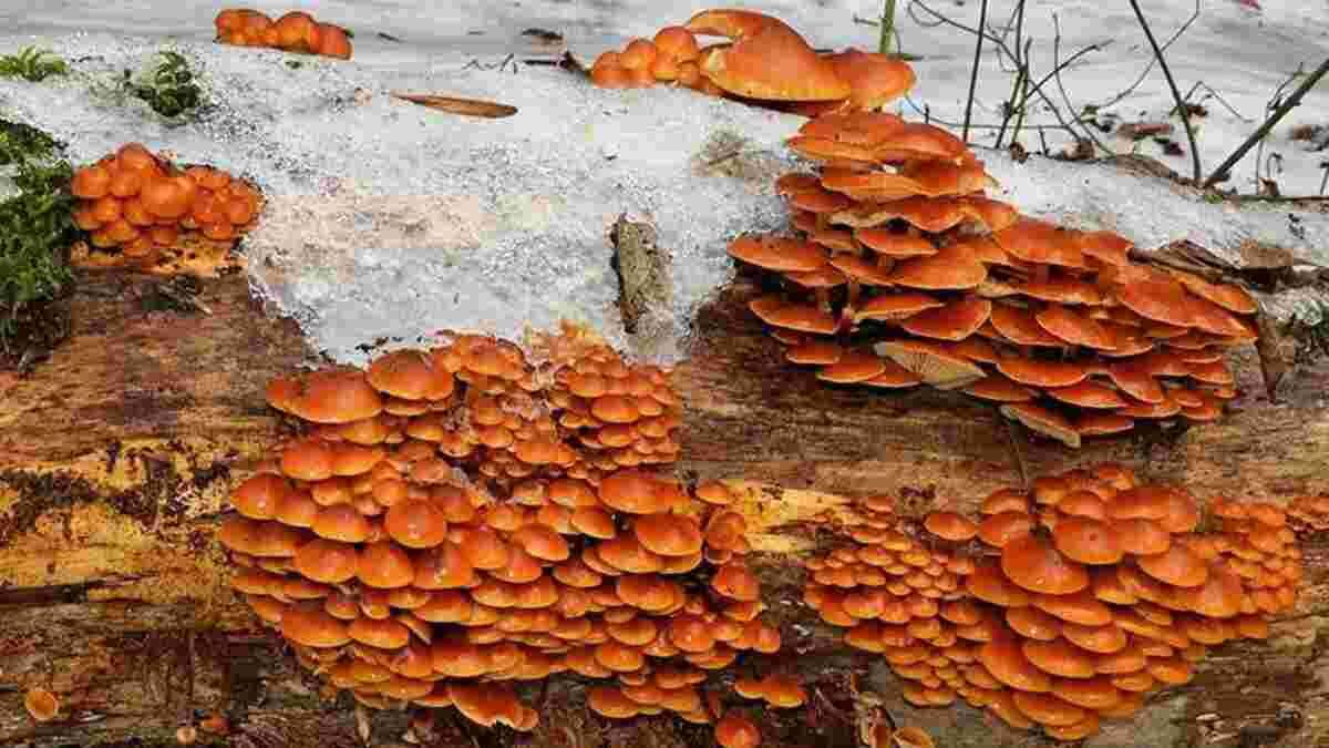 Зимові опеньки