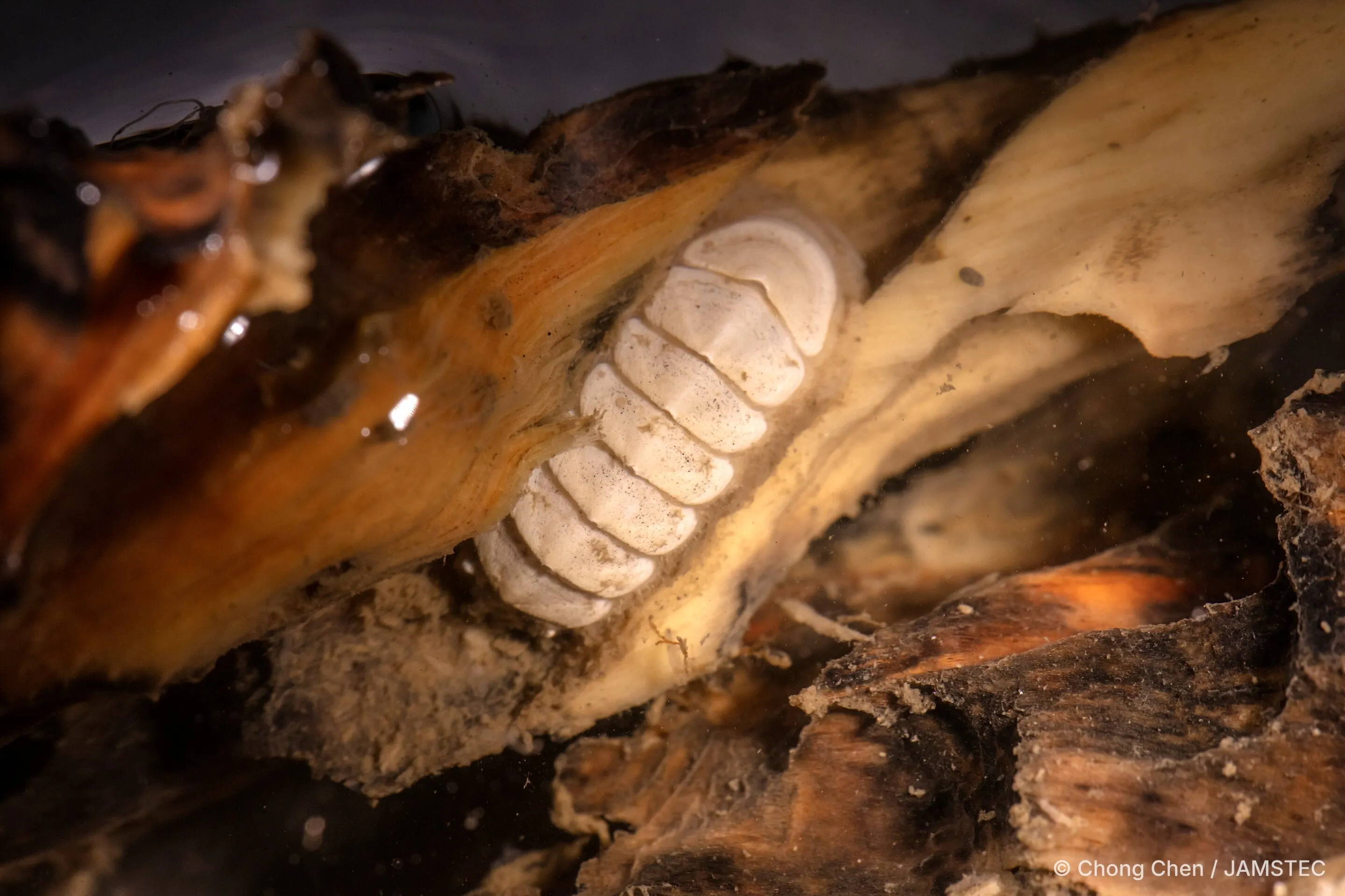 Ferreiraella populi Ferreiraella populi