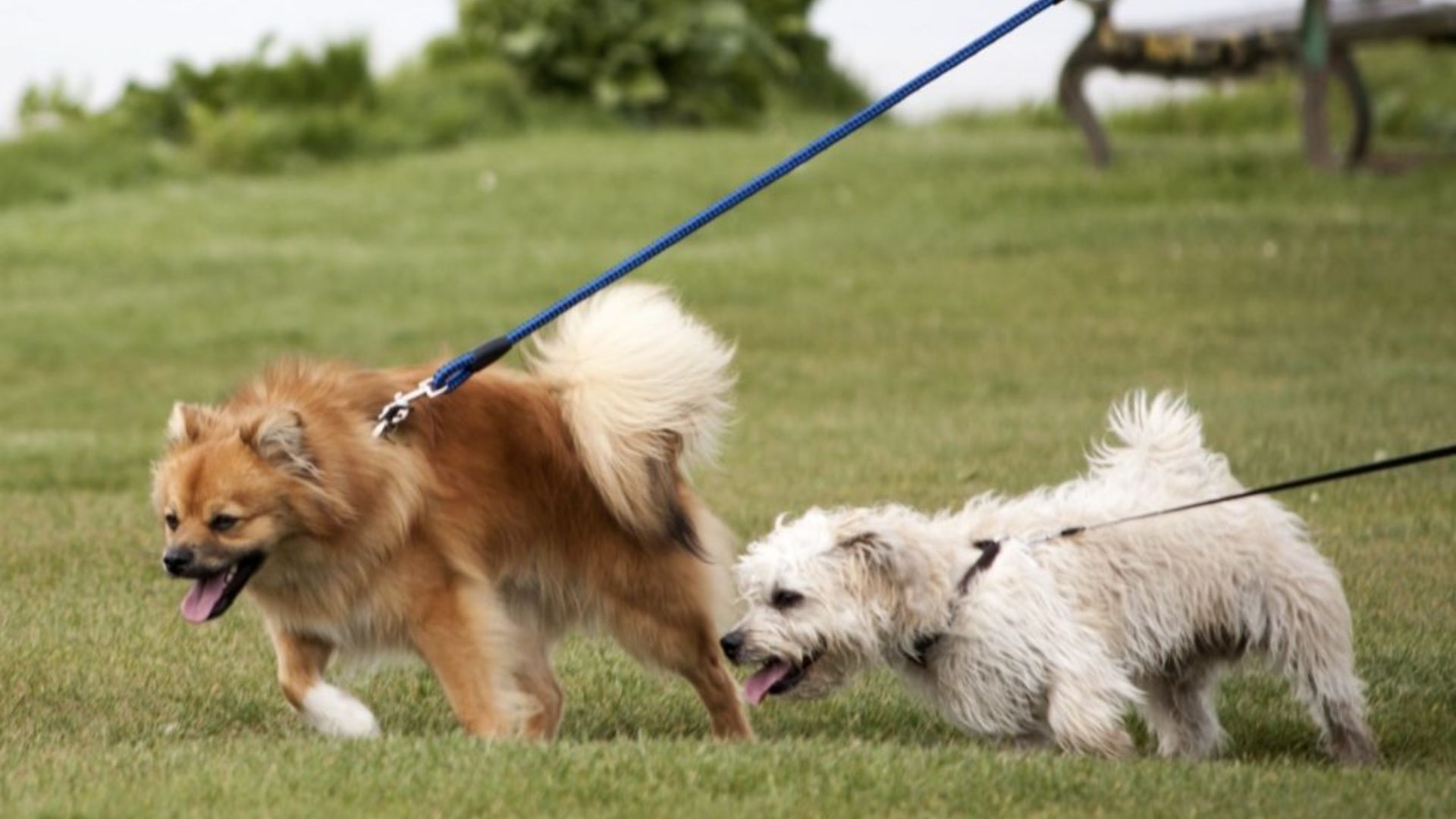 Совсем не из-за непослушания: почему собаки тянут поводок во время прогулки и как это исправить - Pets
