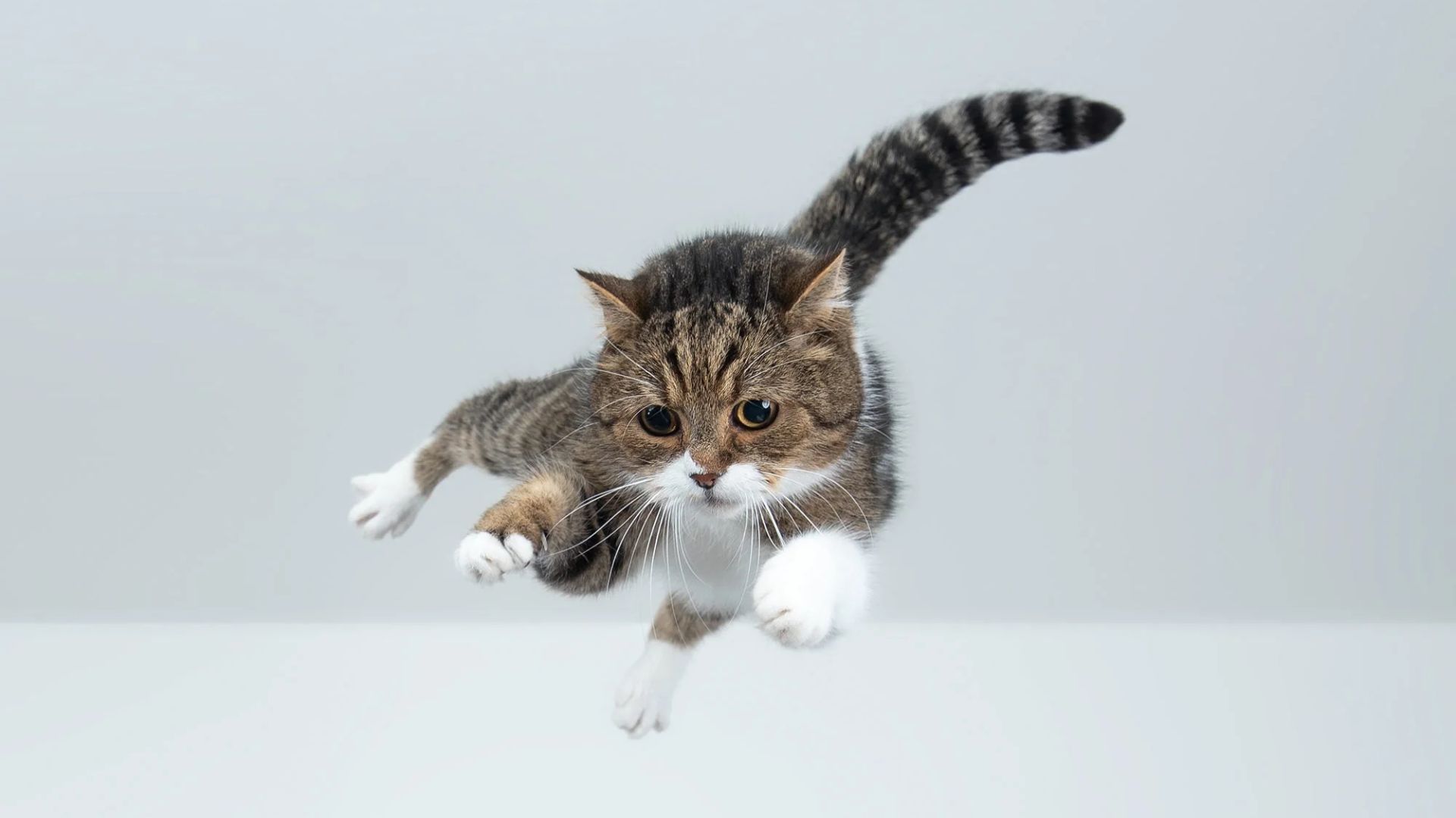 Почему котики постоянно приземляются на лапки Почему котики постоянно приземляются на лапки