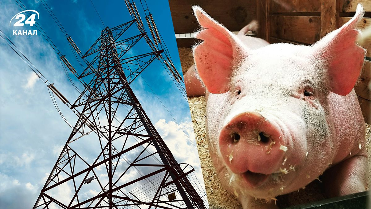 В Китае свинья на дроне застряла в линиях электропередач