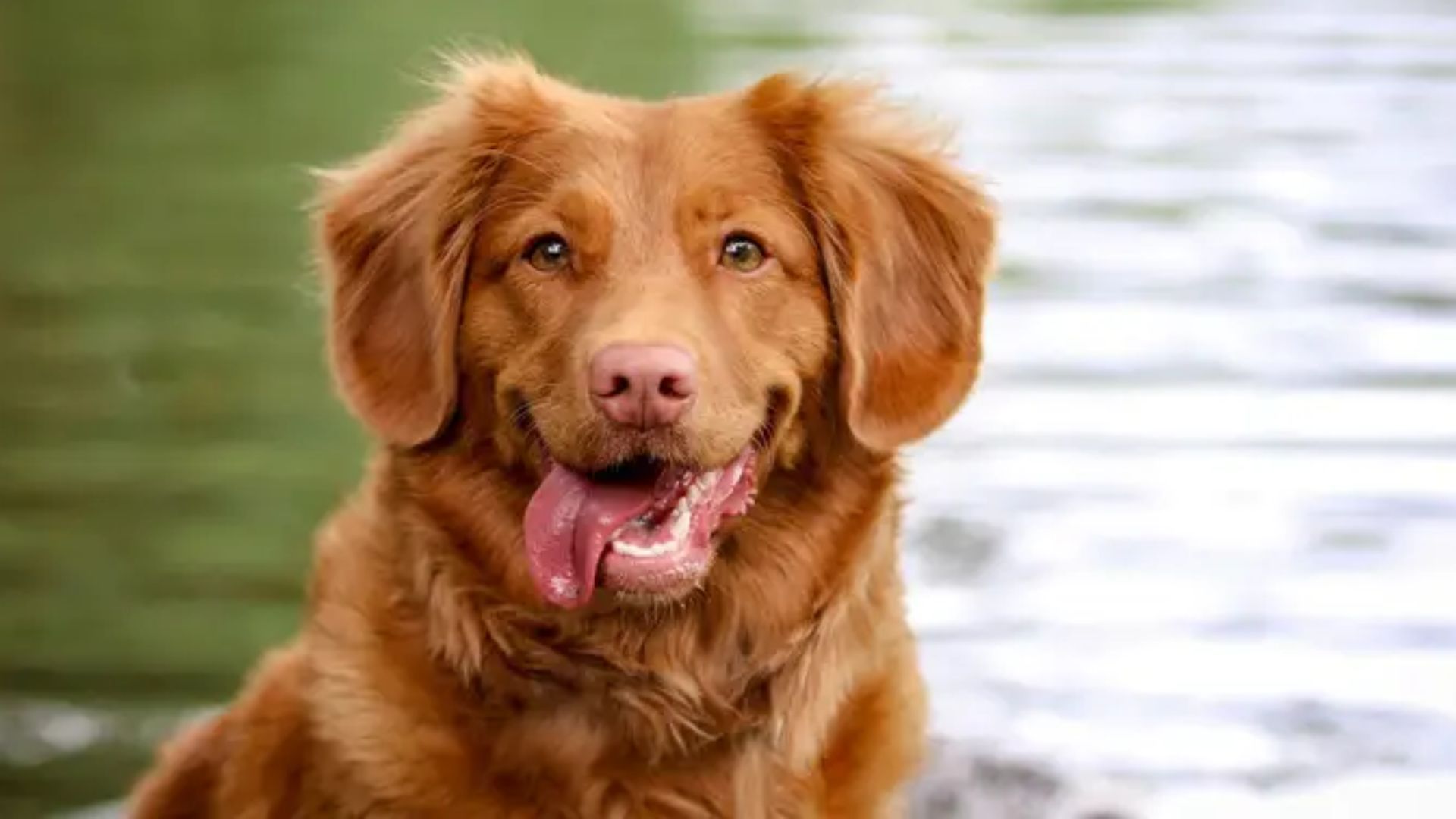 Действительно ли собаки улыбаются нам Действительно ли собаки улыбаются нам