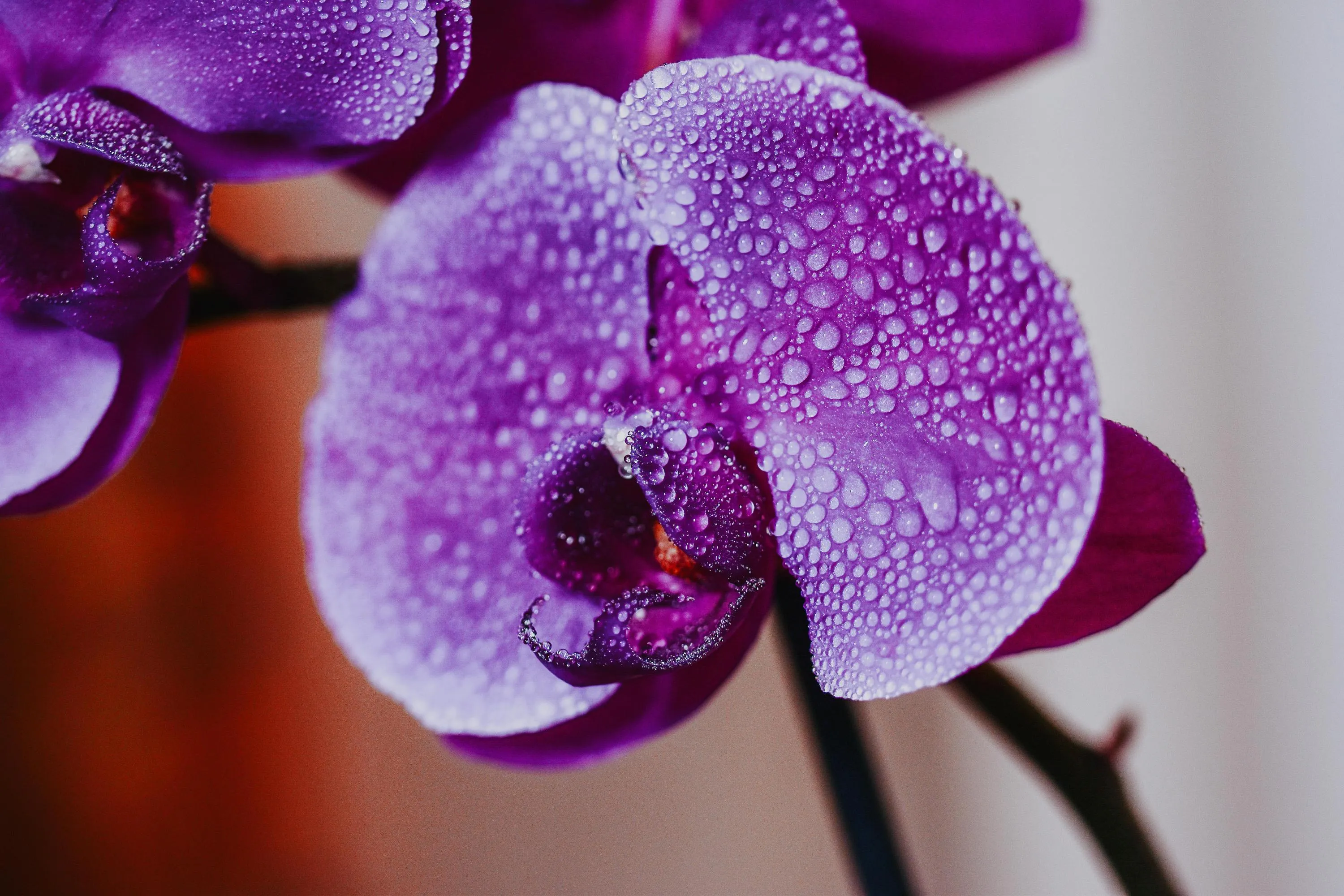 Рослину потрібно зволожувати / Фото Pexels