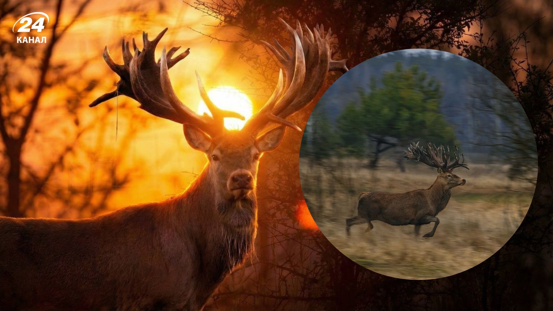 В Україні браконьєр застрелив всесвітньо відомого оленя: подробиці - 24 Канал В Україні браконьєр застрелив всесвітньо відомого оленя: подробиці - 24 Канал