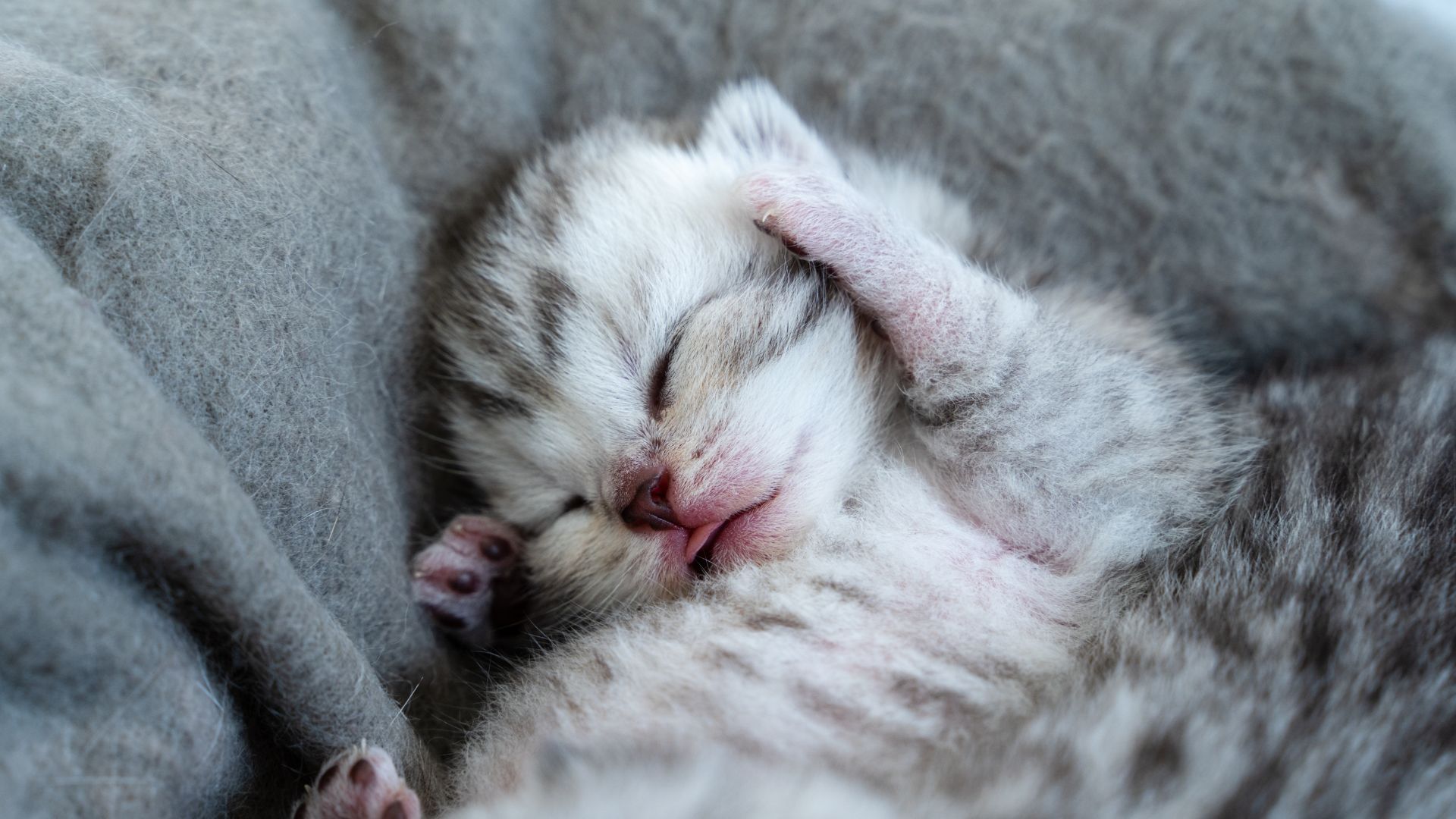 Милий жест чи інстинкт: навіщо коти прикривають мордочку під час сну - Pets