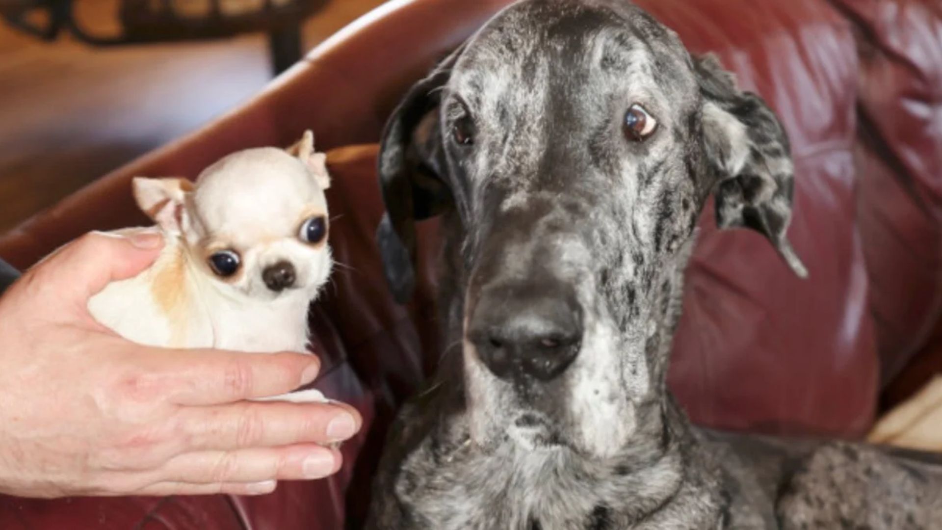 Чихуахуа Перл визнали найнижчою собакою у світі