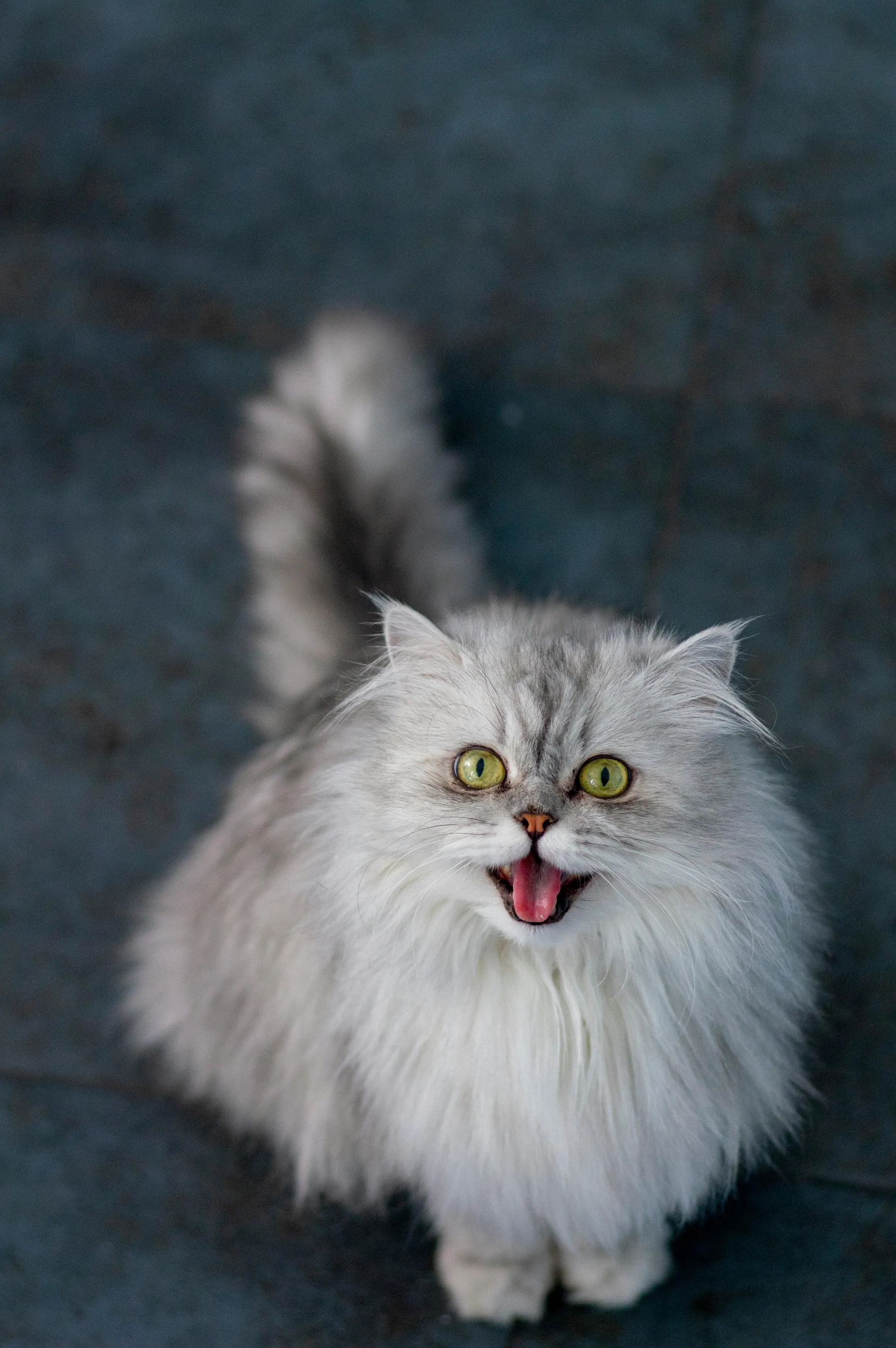 Персидская кошка