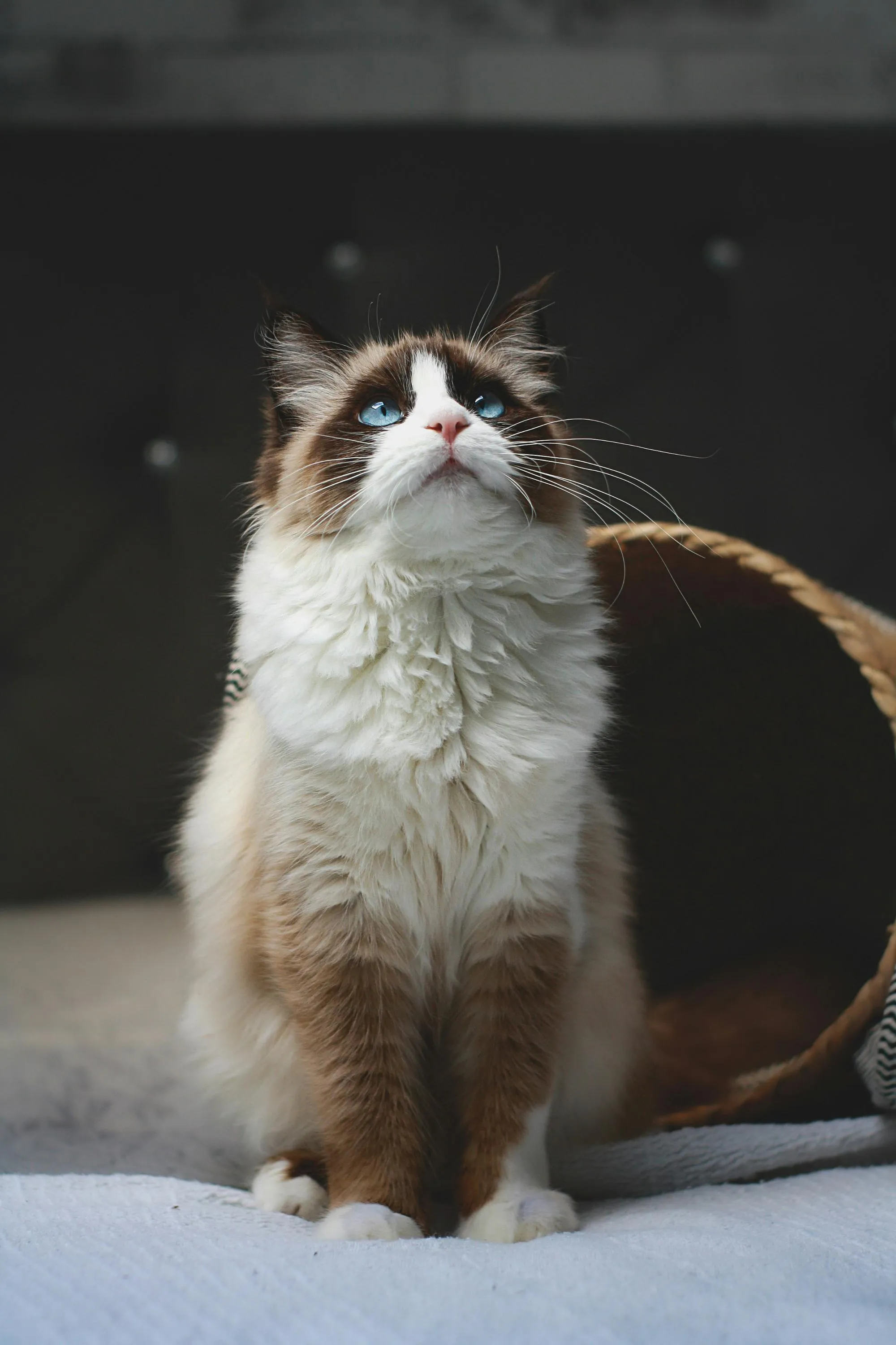 Кот породы регдол Кот породы регдол