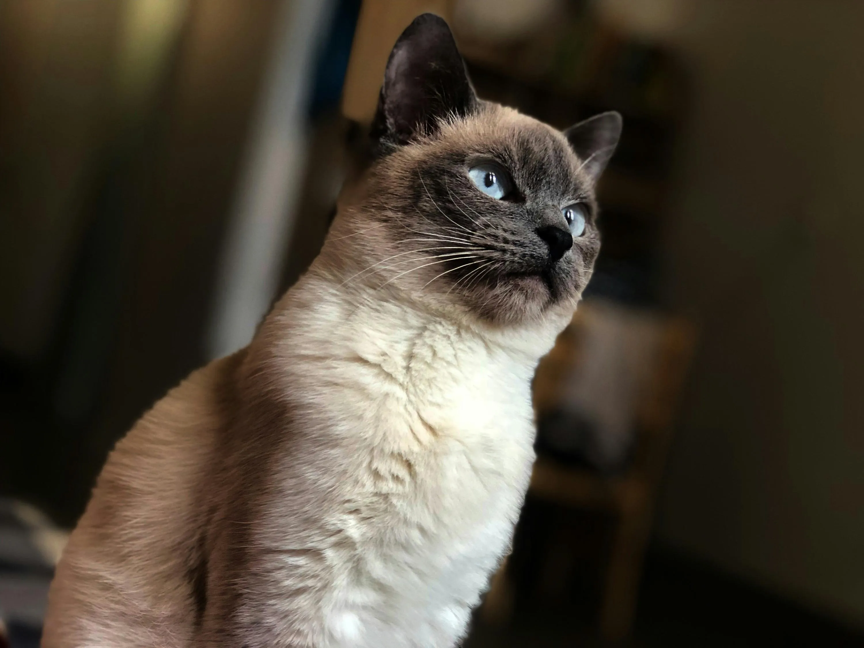 Сиамская кошка
