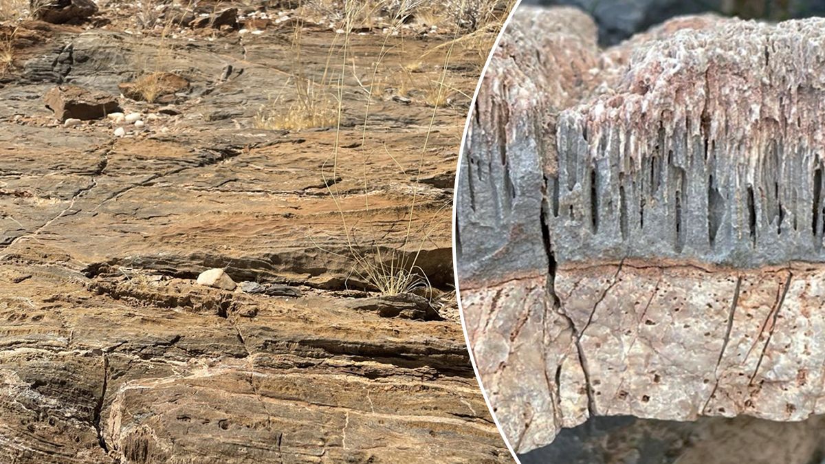 Мікротунелі в мармурі пустель Намібії та Оману можуть мати біологічне походження