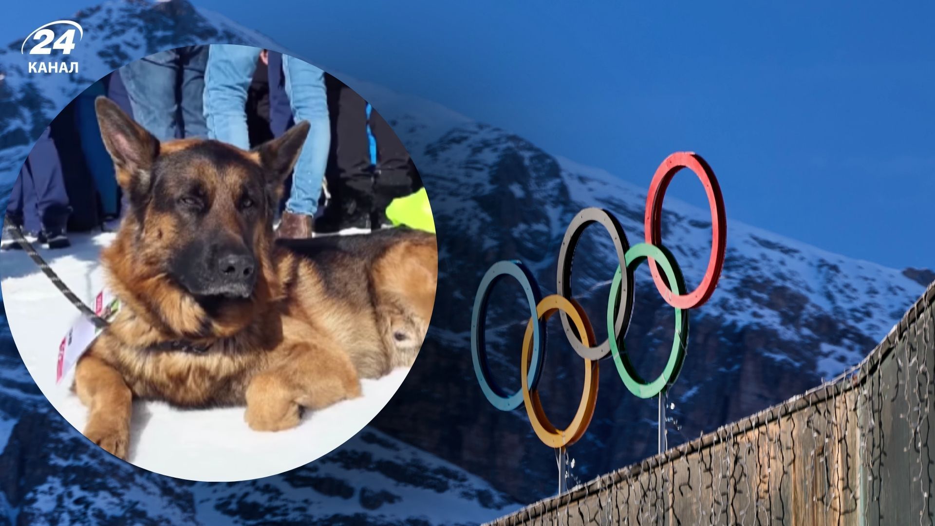 Песик стал работником на Олимпиаде