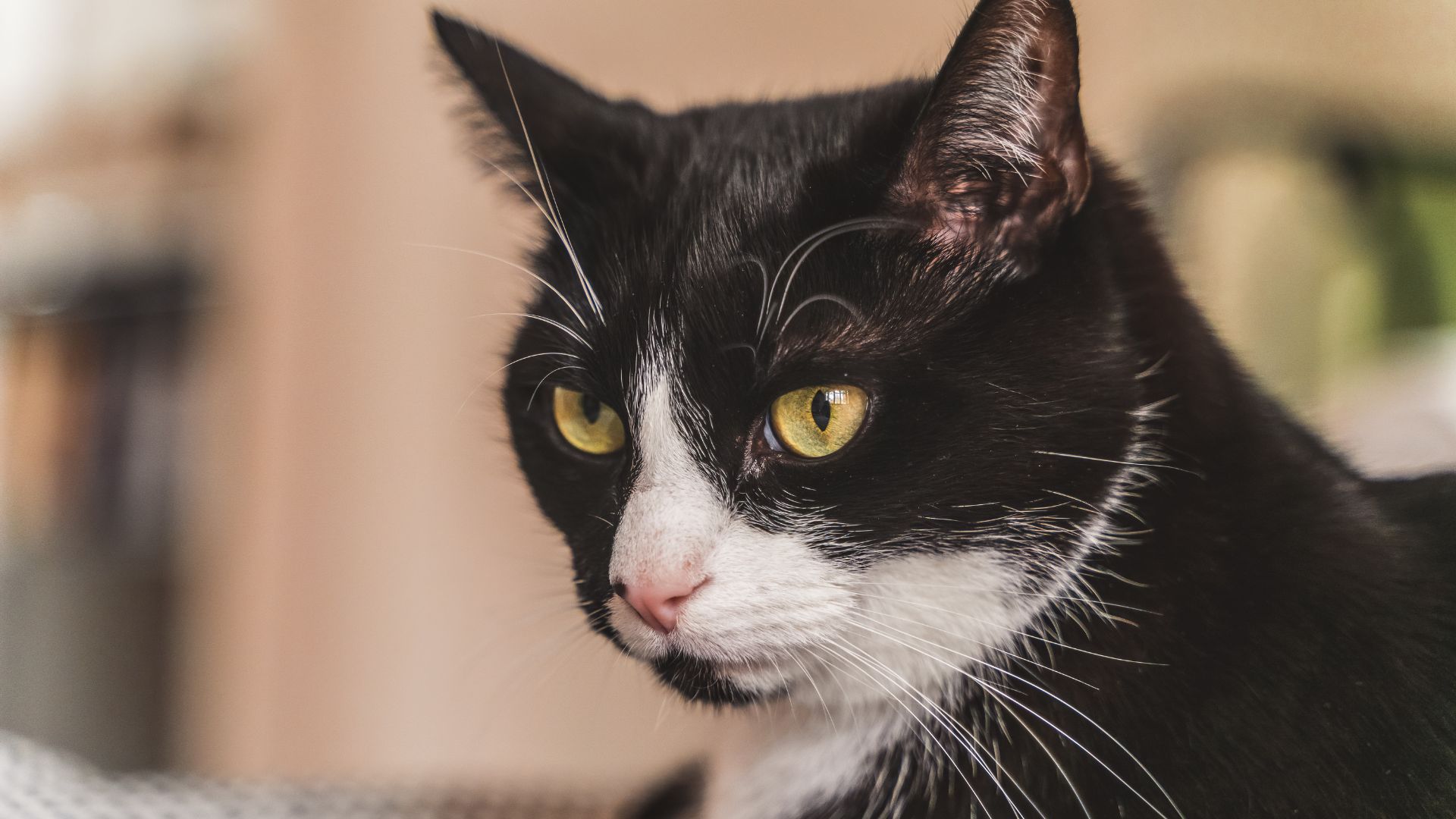 Як коти демонструють довіру та повагу