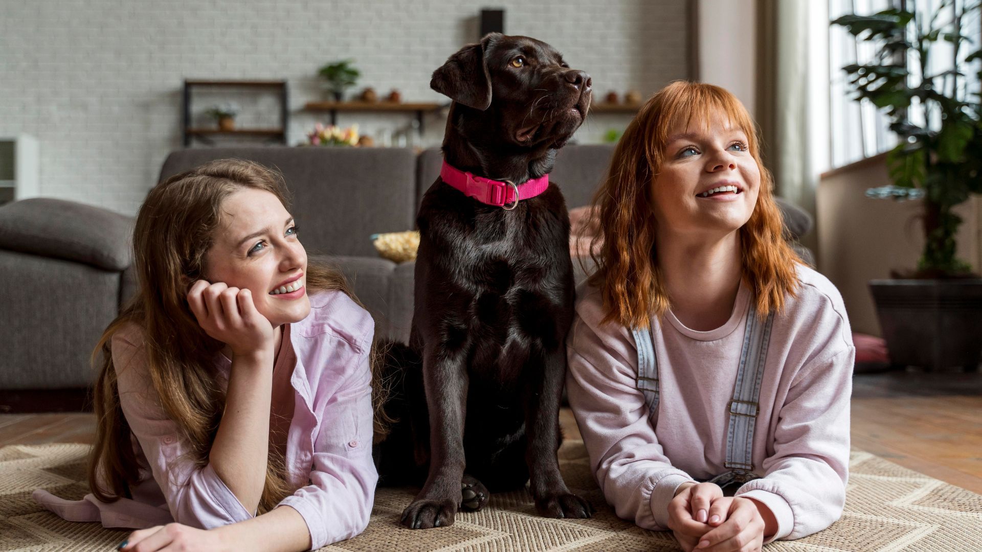 Як навчити собаку спокійно зустрічати гостей Як навчити собаку спокійно зустрічати гостей