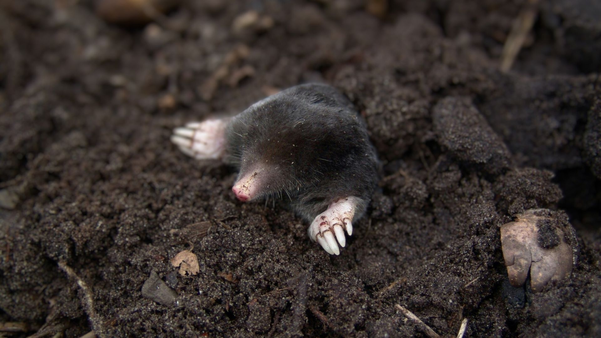 Трюк з двома банками допоможе вигнати кротів з городу