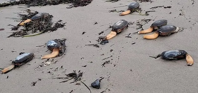 Молюски видри затока Стадленд Дорсет Велика Британія Otter shell clams Молюски видри затока Стадленд Дорсет Велика Британія Otter shell clams
