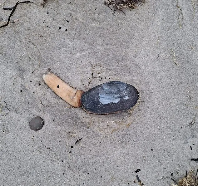Молюски видри затока Стадленд Дорсет Велика Британія Otter shell clams Молюски видри затока Стадленд Дорсет Велика Британія Otter shell clams