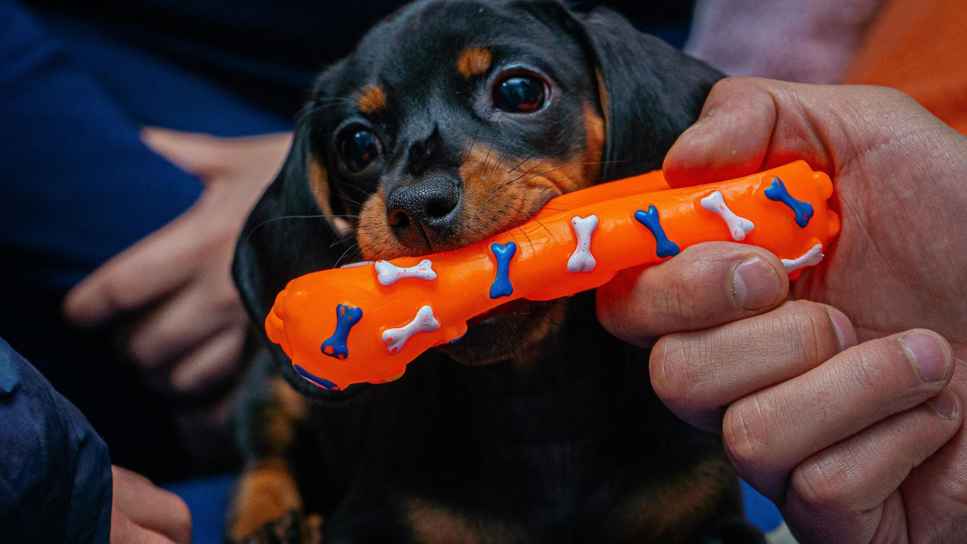 Топ-5 небезпечних іграшок для улюбленців