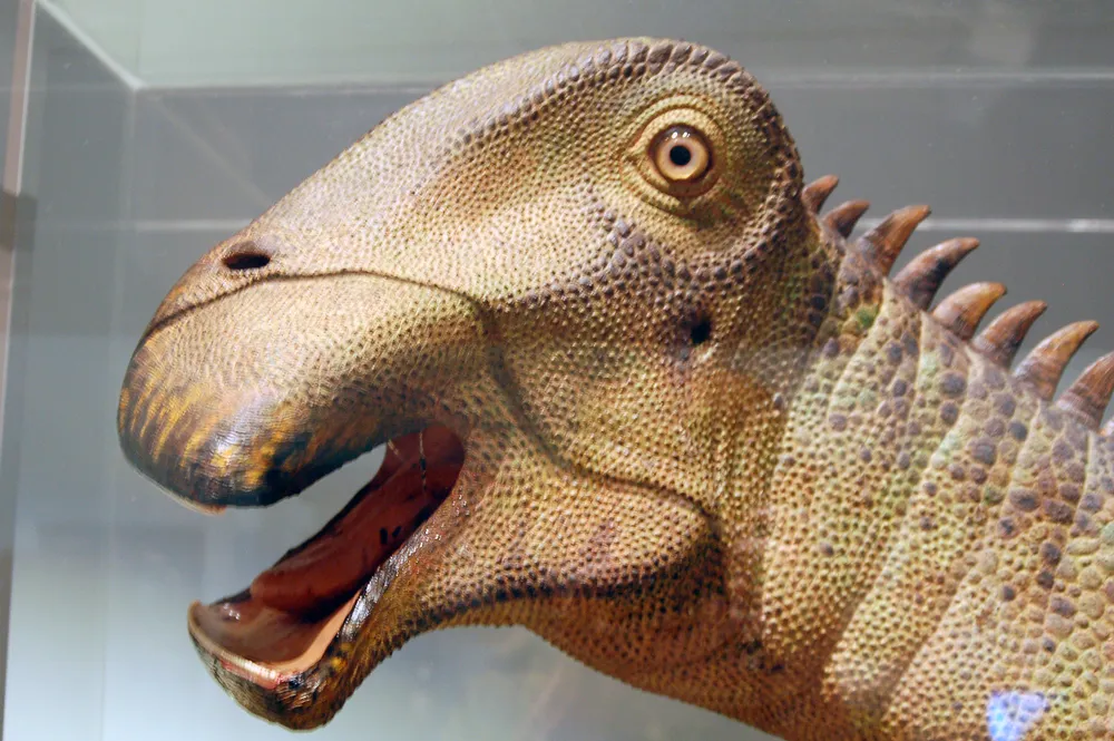 Nigersaurus taqueti