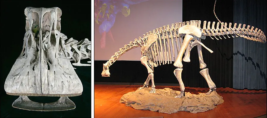 Nigersaurus taqueti Nigersaurus taqueti
