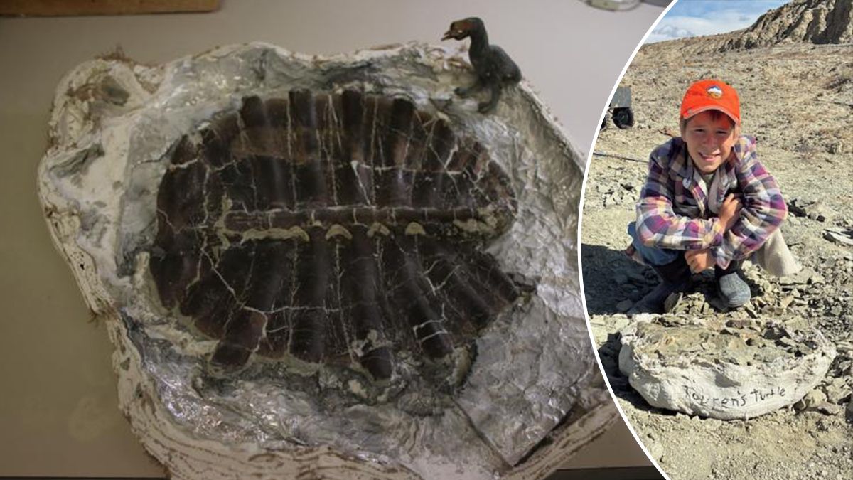 Окаменелость черепахи нашли в Вайоминге, ей 48 миллионов лет