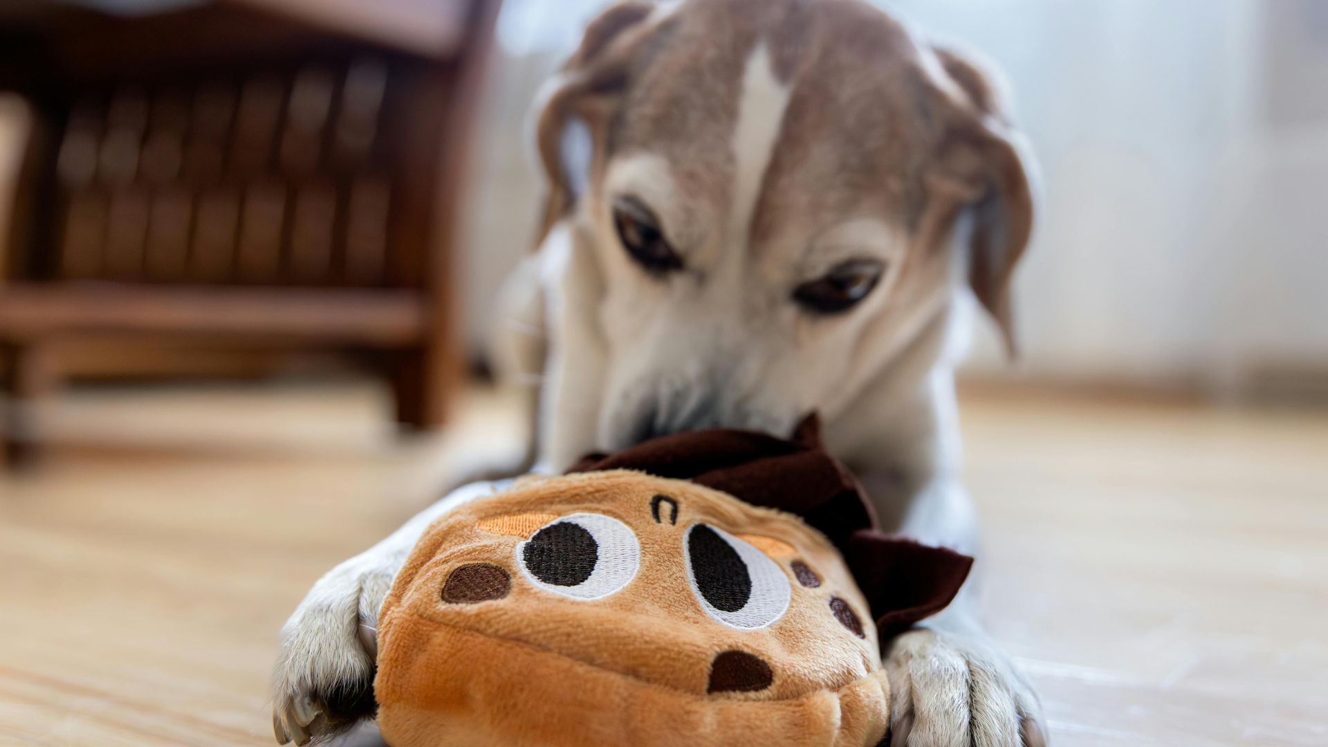 Скільки активності потрібно собаці для здоров’я і поведінки