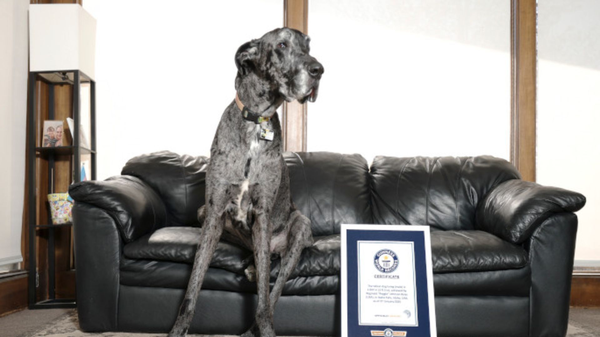 Как выглядит самая высокая в мире собака Как выглядит самая высокая в мире собака