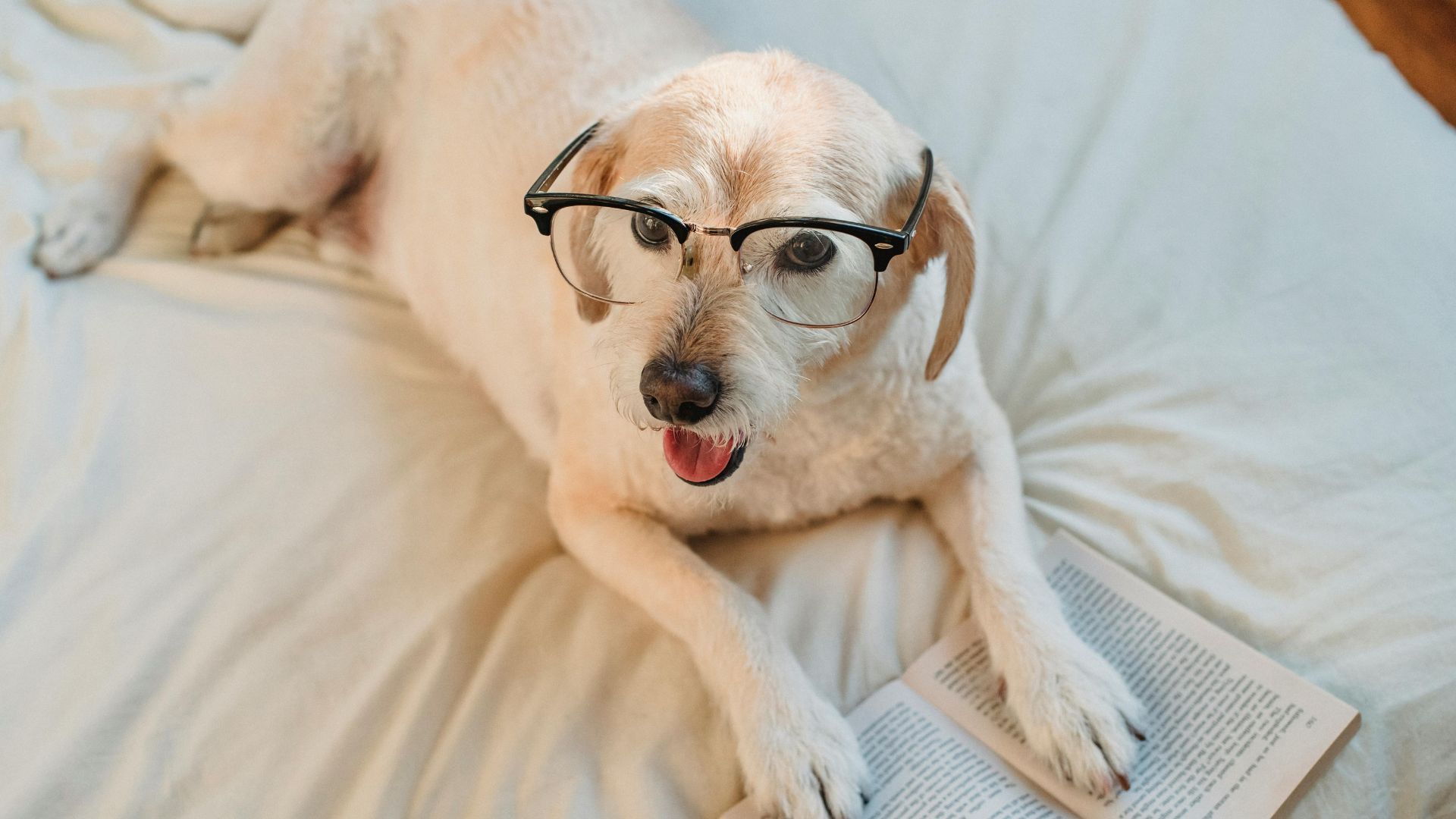  Скільки слів розуміють собаки